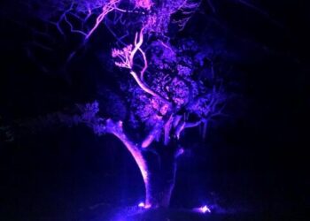 Kaua'i is know for our beautiful lush greenery, but once the sun sets, your beautiful trees and gardens disappear in the dark. Bring them back to life with our custom uplighting package. Enhance your surrounding with your favorite vibrant colors that will "wow" your guests.